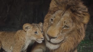 FMX 2025 Releases Final Program Update, Teaser Shorts Series