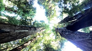 Mysteries Entombed within the Redwoods Realm: Part 1
