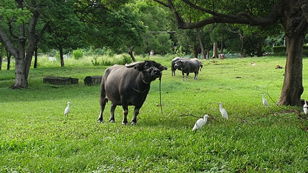 The water Buffaloes